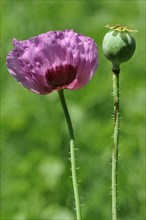 Opium poppy (Papaver somniferum) ornamental plant in the garden