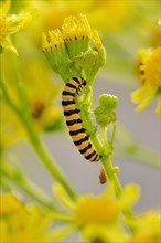 Cinnabar moth caterpillar (Tyria jacobaeae) feeding on Ragwort (Senecio jacobaea)
