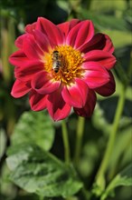 Garden dahlia (Dahlia pinnata)