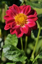 Garden dahlia (Dahlia pinnata)