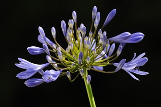 African lily or lily of the Nile (Agapanthus)