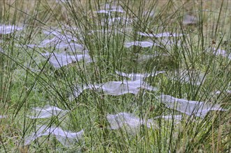 Cobwebs with morning dew between Compact rushes (Juncus conglomeratus)