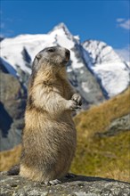 Alpine marmot (Marmota marmota)