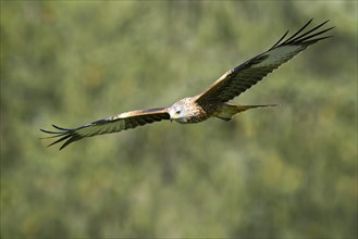 Red Kite (Milvus milvus)