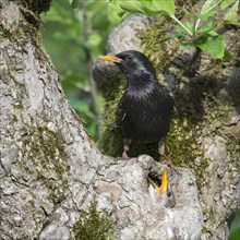 Starling (Sturnus vulgaris)