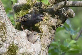 Starling (Sturnus vulgaris)