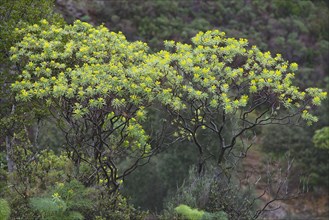 Tree Spurge (Euphorbia dendroides)