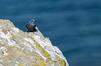 Blue rock thrush (Monticola solitarius) sitting on rock