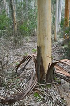 Eucalyptus (Eucalyptus spp.) with peeled bark