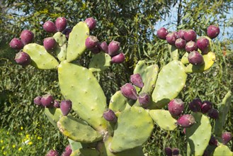 Prickly pear cactus (Opuntia ficus-indica) with fruit