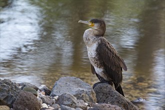 Cormorant (Phalacrocorax carbo) sitting on stone by the river