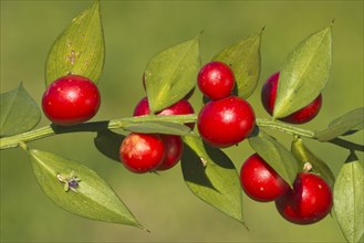 Butcher's Broom (Ruscus aculeatus)