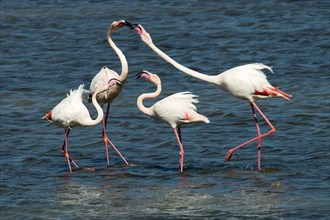 Pink flamingos (Phoenicopterus ruber)