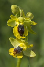 Yellow Orchid (Ophrys sicula)