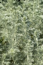 Bush Wormwood (Artemisia arborescens)