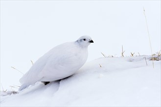 Rock ptarmigan (Lagopus mutus)