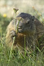 Alpine marmot (Marmota marmota) smelling
