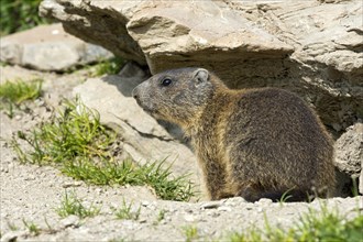 Alpine marmot (Marmota marmota) by its burrow