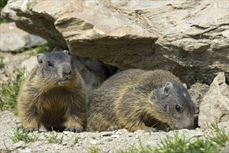 Alpine marmots (Marmota marmota) by their burrow