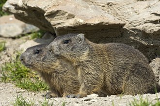 Alpine marmots (Marmota marmota) by their burrow