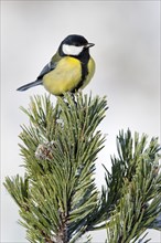 Great Tit (Parus major) sitting on pine covered with hoarfrost