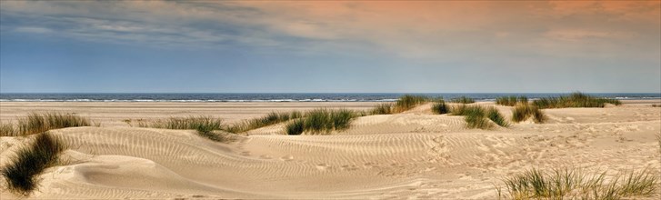 Sandy beach with dune grass