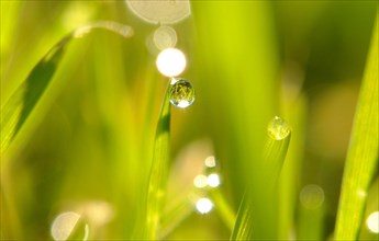Grass with dew drop