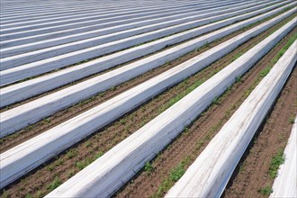 Asparagus field asparagus embankments covered with white plastic sheets