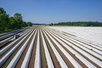 Asparagus field during harvesting