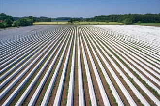 Asparagus field asparagus embankments covered with white plastic sheets