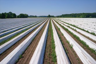 Asparagus field asparagus embankments covered with white plastic sheets