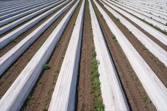 Asparagus field asparagus embankments covered with white plastic sheets