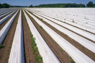 Asparagus field asparagus embankments covered with white plastic sheets