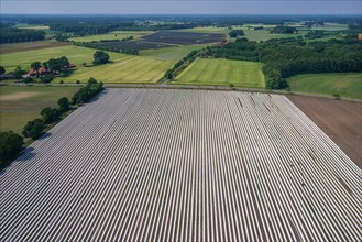 Asparagus field asparagus embankments covered with white plastic sheets