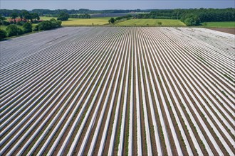 Asparagus field asparagus embankments covered with white plastic sheets