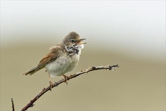 Common whitethroat (Sylvia communis) perched on a twig