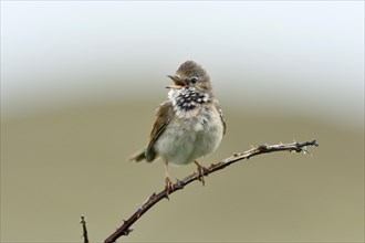 Singing Common whitethroat (Sylvia communis) perched on a twig
