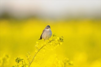 Common whitethroat (Sylvia communis) perched on a canola flower twig