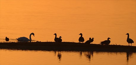 Greylag geese (Anser anser) and Mute Swan (Cygnus olor) on a lake at sunrise