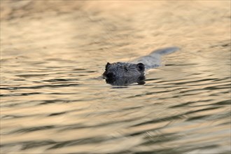 Swimming beaver (Castor fiber) in the morning light