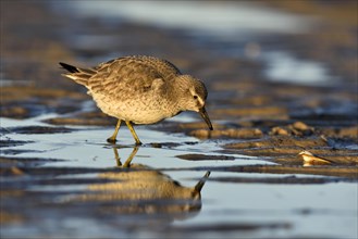 Red knot (Calidris canutus) in search of food