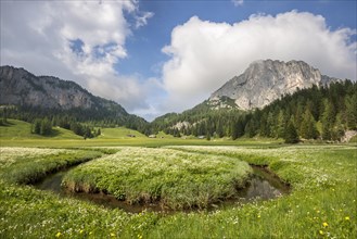 Alpine meadow with creek on the Wurzeralm