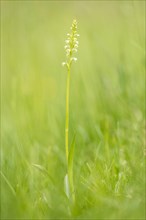Small white orchid (Pseudorchis albida) in a meadow