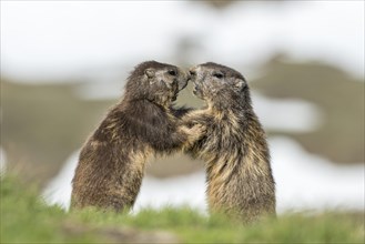 Two alpine marmots (Marmota marmota) fighting