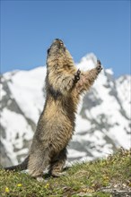 Alpine marmot (Marmota marmota) standing in front of Grossglockner