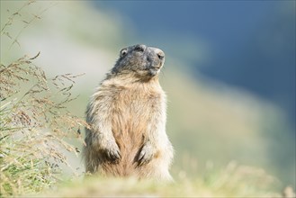 Alpine marmot (Marmota marmota)