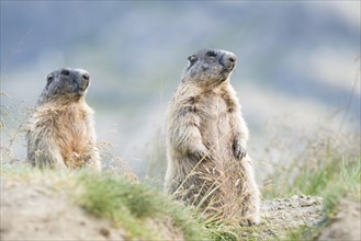 Two alpine marmots (Marmota marmota)