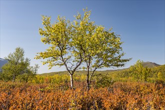 Autumnal dwarf birch (Betula nana)