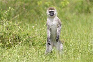 Vervet monkey (Chlorocebus) standing in the grass