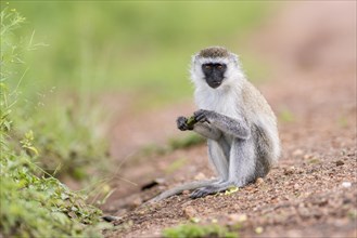 Vervet monkey (Chlorocebus) eating